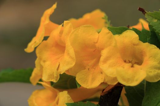 Evening primrose close up photo set