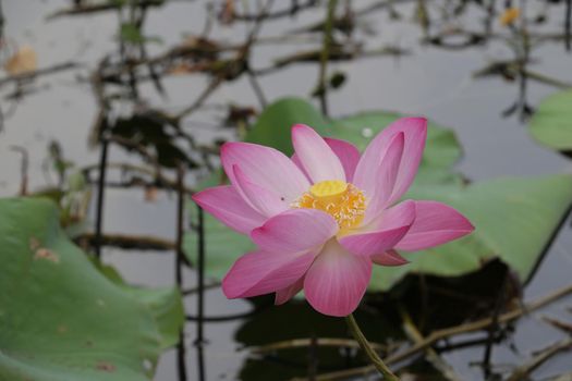 The big lotus is a food source for many insects. and is a Buddhist religious flower or to show respect in many traditional ceremonies