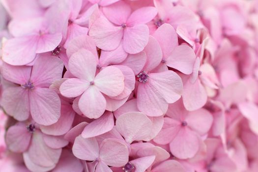 A pink hydrangea flowers, Hortensia