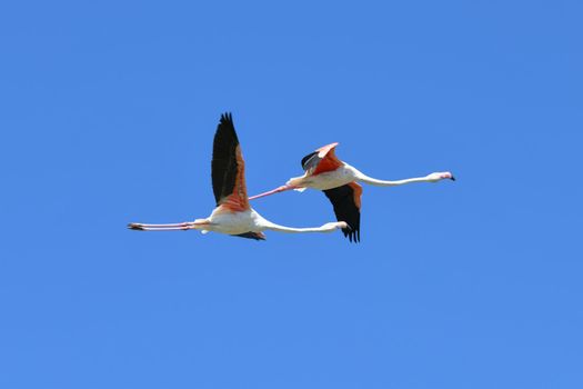 Flying flamingo Phoenicopterus roseus France