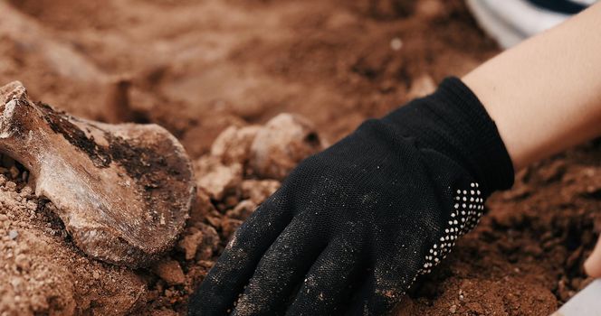 Archaeological excavations at the crime scene, Human remains in the ground. War crime scene. Site of a mass shooting of people. Human remains - bones of skeleton, skulls.