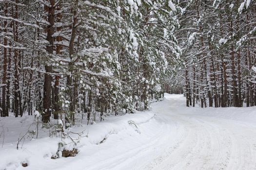 Beautiful landscape of winter snowy forest with pines and tree.