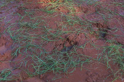 Pangular grass growing in the mud