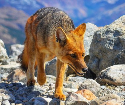 Argentina wildlife  Pictures