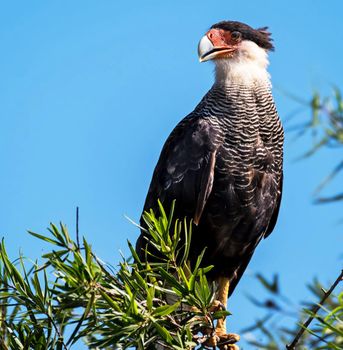 Argentina wildlife  Pictures