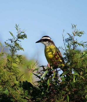 Argentina wildlife  Pictures