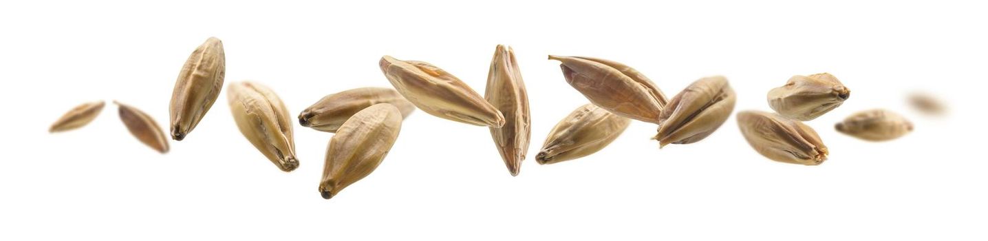 Barley malt grains levitate on a white background.