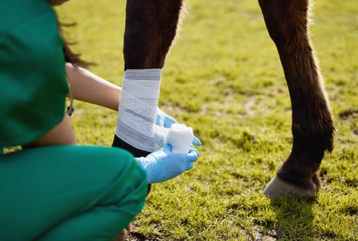 Shot of a unrecognizable veterinarian putting a bandage on a horse on a farm.