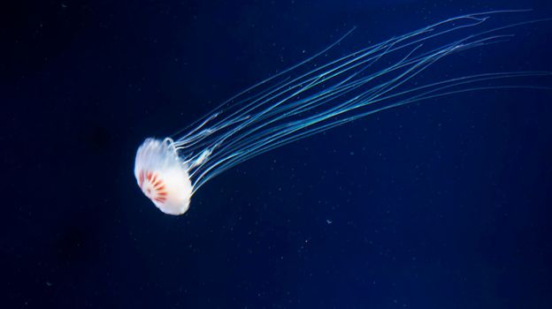 Beautiful Mexico underwater pictures