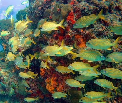 Beautiful Mexico underwater pictures