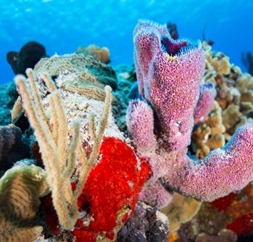 Beautiful Mexico underwater pictures