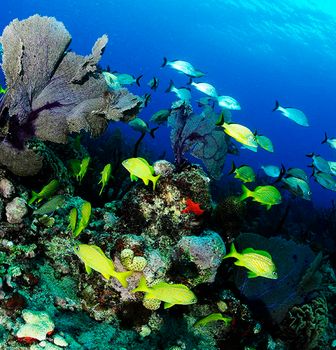 Beautiful Mexico underwater pictures