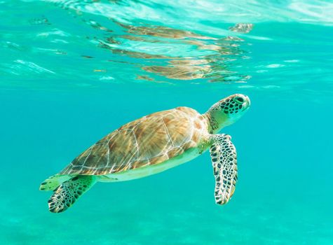 Beautiful Mexico underwater pictures