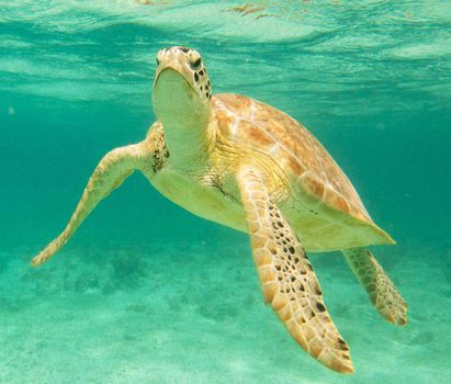 Beautiful Mexico underwater pictures