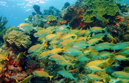 Beautiful Mexico underwater pictures