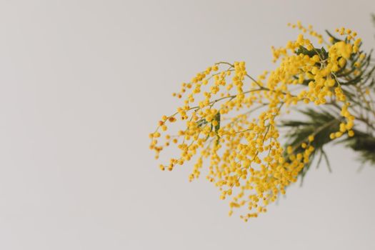 Floral background: a branch of Mimosa on a light background, copyspace for your text: greeting card, blank, mockup, International Women day, Spring concept