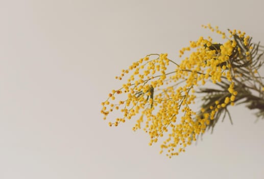 Floral background: a branch of Mimosa on a light background, copyspace for your text: greeting card, blank, mockup, International Women day, Spring concept