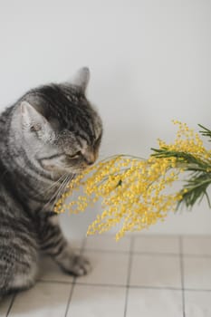 Funny cat and mimosa branches on a white background at home. Greeting card, Spring concept