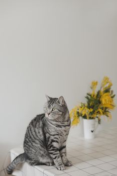 Funny cat and mimosa branches on a white background at home. Greeting card, Spring concept
