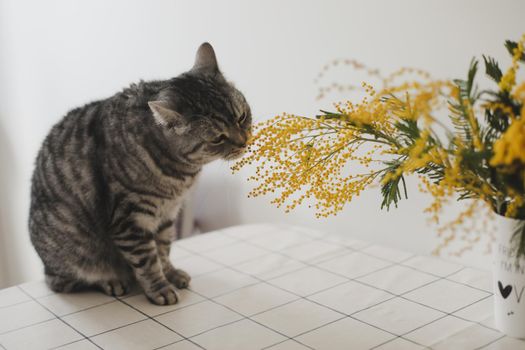 Funny cat and mimosa branches on a white background at home. Greeting card, Spring concept