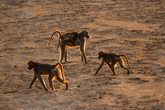 Chacma baboon in Kruger National park, South Africa ; Specie Papio ursinus family of Cercopithecidae