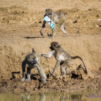 Chacma baboon in Kruger National park, South Africa ; Specie Papio ursinus family of Cercopithecidae