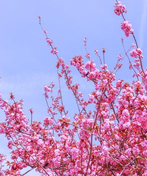 Beautiful sakura or cherry trees with pink flowers in spring against blue sky
