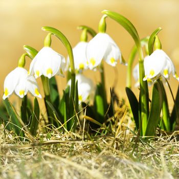 The first spring flowers, snowdrops in a meadow, a symbol of nature awakening