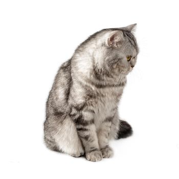 Fluffy beautiful black and white striped cat, Scottish. Sitting on a white background, isolated image