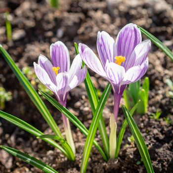 spring awakening of nature, flowering of the first flowers, purple crocuses in sunlight