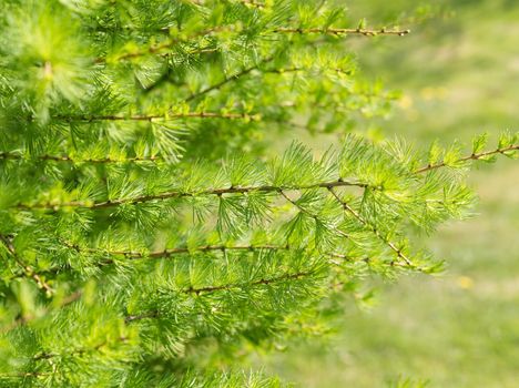 Spring green bright larch branches, close-up, a green background