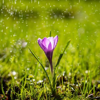 single purple Crocus flower in drops of light summer rain