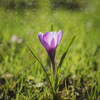 single purple Crocus flower in drops of light summer rain, vintage toning