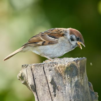 Sparrows are a family of small passerine birds, Passeridae. They are also known as true sparrows, or Old World sparrows, names also used for a particular genus of the family, Passer.