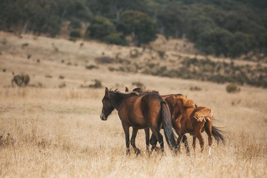 Wild brumbies in the high plains of Snowy Mountains Australia
