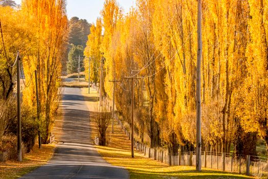 Golden sun on rows of golden poplars lining a rural country lane in NSW Australia during the autumn months
