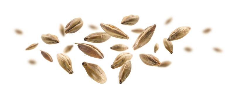 Barley malt grains levitate on a white background.