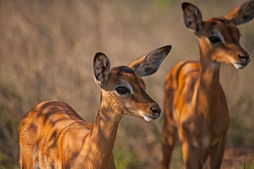 Two very young  Impala (Aepyceros melampus) lambs in Kruger National Park. South Africa