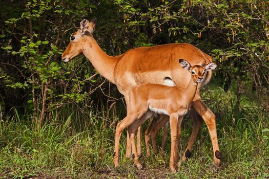 A lone Impala ewe (Aepyceros melampus) with her newly born  lamb