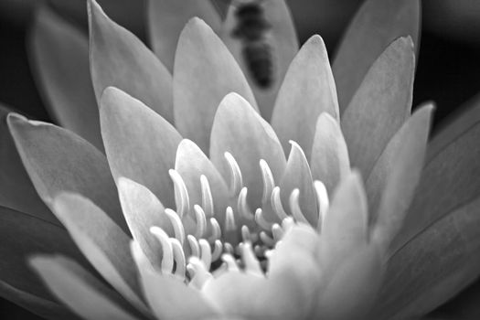 Monochrome macro image of the yellow flower of the Pond Lily (Nymphaea caerulea)