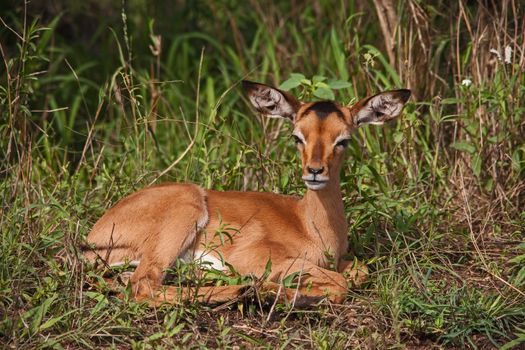 A very young  Impala (Aepyceros melampus) lamb in Kruger National Park. South Africa