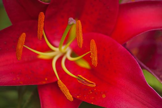 Macro image of a red Oriental Lily in flower.