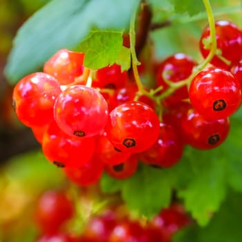 Bunches of red currants on the branches of a bush in sunlight. Harvest concept
