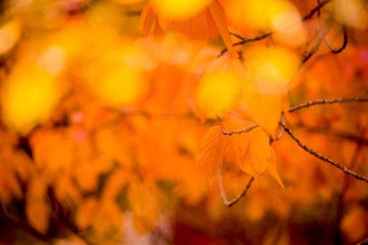 Beautiful background of orange and yellow leaves in the autumn sun