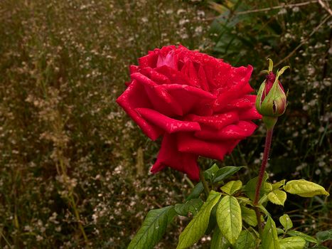 Large red rose with raindrops, together with a flower bud. Out of focus background, front view, macro and detail photography.