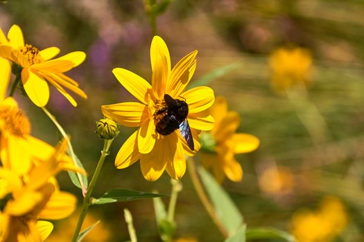 Large bee on a yellow daisy. Detail and detail photography, out of focus background, yellow green.