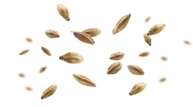 Barley malt grains levitate on a white background.