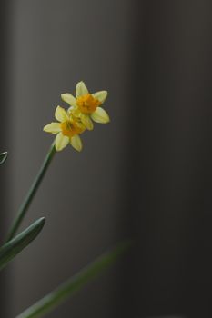 Beautiful blooming fresh yellow daffodil isolated. Spring, Easter wallpaper.