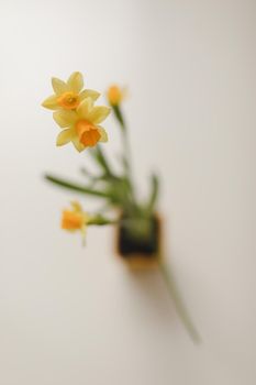 Beautiful blooming fresh yellow daffodil isolated. Spring, Easter wallpaper.