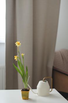 Watering can and narcissus in a pot. Rustic interior details. Gardening, Spring and Easter concept
